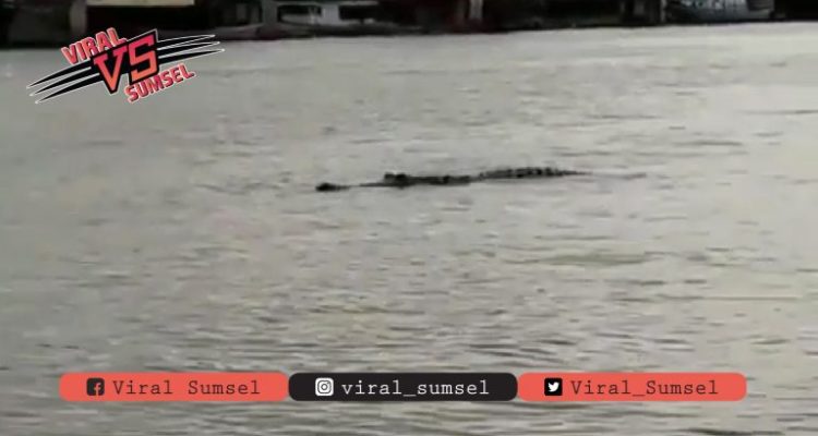 Viral, Buaya 3,5 Meter Menampakkan Diri di Sungai Musi