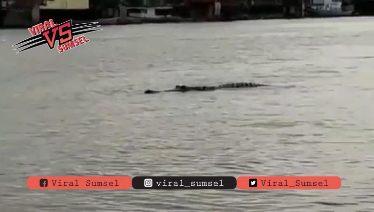 Viral, Buaya 3,5 Meter Menampakkan Diri di Sungai Musi