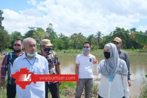 Rizski Aprilia Anggota DPR RI kunjungi areal persawahan Sungai Jejawi, Kelurahan Sei Selincah, Kecamatan Kalidoni, Palembang. FOTO :VIRALSUMSEL.COM
