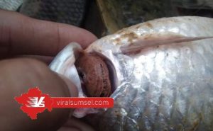 Fenomena Ikan Mabuk di Perairan Sungai Musi Wilayah Muba. FOTO :VIRALSUMSEL.COM