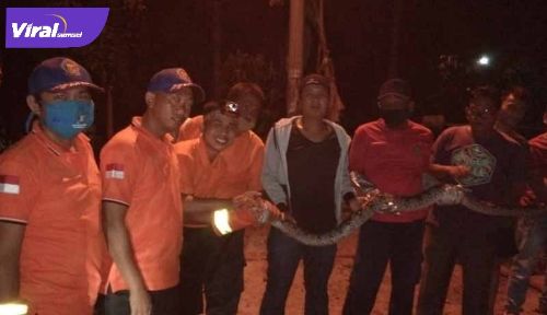 Petugas BPBD Prabumulih mengevakuasi ular piton di rumah warga. FOTO : VIRALSUMSEL.COM
