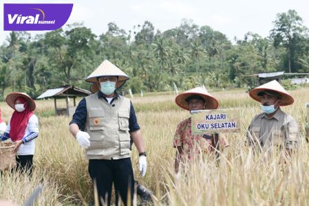 H Herman Deru Gubernur Sumsel melakukan Panen Raya Padi Sawah Varietas Mikongga bersama para petani di Desa Surabaya, Kecamatan Banding Agung, Kabupaten OKU Selatan. FOTO : VIRALSUMSEL.COM