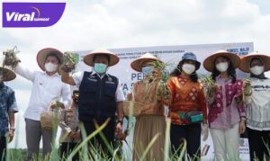 Didampingi Bupati Ogan Ilir Panca Wijaya Akbar, Gubernur Herman Deru panen bawang merah dilahan Sriwijaya Science Tehno Park. FOTO : VIRALSUMSEL.COM