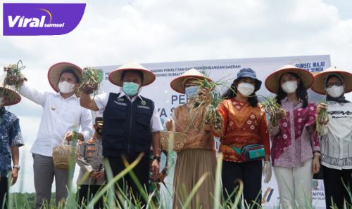 Didampingi Bupati Ogan Ilir Panca Wijaya Akbar, Gubernur Herman Deru panen bawang merah dilahan Sriwijaya Science Tehno Park. FOTO : VIRALSUMSEL.COM