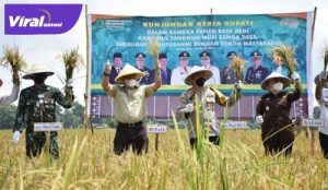Bupati Muba Dr Dodi Reza Alex Noerdin Lic Econ MBA Panen Raya Padi Kampung Tangguh Musi, Sanga Desa. FOTO : VIRALSUMSEL.COM