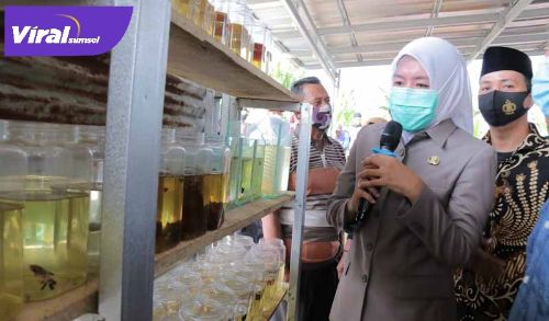 Wakil Walikota Palembang, Fitrianti Agustinda kunjungi lokasi pembudidaya ikan hias. FOTO : VIRALSUMSEL.COM