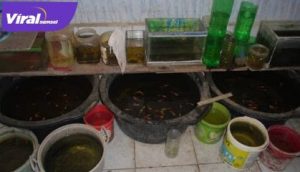 Penangkaran bisnis ikan hias jenis Guppy. Foto : UIN/Daniel