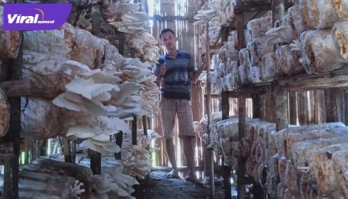 Gerry Castilo pembudidaya jamur tiram yang berada di Desa Senabing, Kabupaten Lahat. Foto : viralsumsel.com/oki