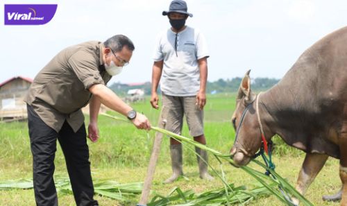 Bupati Dr Dodi Reza Alex Noerdin Lic Econ MBA memastikan kondisi kesehatan hewan kurban di wilayah Muba, Minggu (4/7/2021). Foto : viralsumsel.com/devi Bupati Dr Dodi Reza Alex Noerdin Lic Econ MBA memastikan kondisi kesehatan hewan kurban di wilayah Muba, Minggu (4/7/2021). Foto : viralsumsel.com/devi