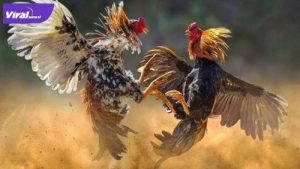 Ilustrasi sabung ayam. Foto : net