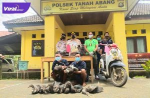 S dan A warga Payuputat Kota Prabumulih diamankan tim Tapak Rimau Polsek Tanah Abang PALI, Rabu (8/9/2021). Foto : viralsumsel.com/eko