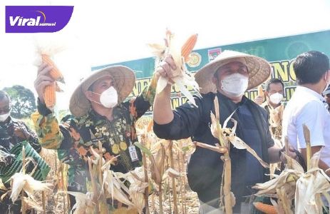 Gubernur Sumsel H. Herman Deru saat kunker ke Kota Lubuklinggau panen jagung bersama Komandan Kodim 0406 Lubuklinggau Letkol Inf Erwinsyah Taufan, , Sabtu (25/9/2021). Foto : viralsumsel.com/win