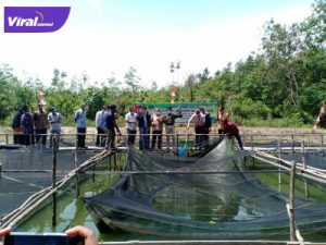 Kolam peternakan lele Kelompok Tani Mega Pro di Desa Persiapan Toman Baru Kecamatan Babat Toman melakukan panen perdana, Jumat (1/10/2021). Foto : viralsumsel.com/devi