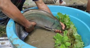 Pembudidaya mengambil indukan ikan Belida (Chitala Lopis) dari kolam setelah melakukan pemijahan secara alami. Foto :viralsumsel.com /M Hatta