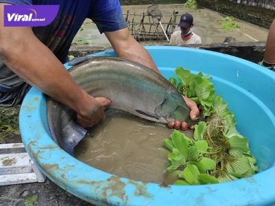 Pembudidaya mengambil indukan ikan Belida (Chitala Lopis) dari kolam setelah melakukan pemijahan secara alami. Foto :viralsumsel.com /M Hatta