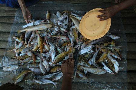 Olah ikan : anggota kelompok bersiap mengolah ikan hasil tangkapan tradisional dari sungai Musi. Foto : viralsumsel.com/m hatta