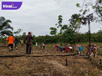 Menugal, merupakan salah satu tradisi sebelum membuat kebun dengan cara menanam padi darat, atau padi. Foto : viralsumsel.com/eko Menugal, merupakan salah satu tradisi sebelum membuat kebun dengan cara menanam padi darat, atau padi. Foto : viralsumsel.com/eko