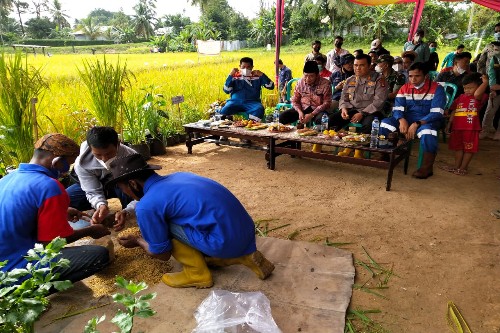 Suasana kegiatan panen akbar perdana padi organik yang dilakukan di lahan sawah PPMP Pertamina Pendopo Kelurahan Talang Ubi Utara Kecamatan Talang Ubi, Kamis (24/2/2022). Foto : viralsumsel.com/eko
