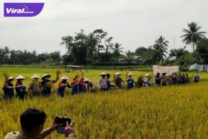 Wakil Bupati Drs H Soemarjono dalam kegiatan panen akbar perdana padi organik yang dilakukan di lahan sawah PPMP Pertamina Pendopo Kelurahan Talang Ubi Utara Kecamatan Talang Ubi, Kamis (24/2/2022). Foto : viralsumsel.com/eko