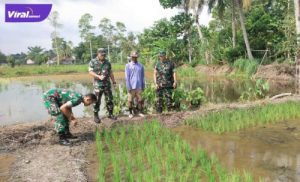 Tim Kodim 0402/OKI tinjau lahan demplot pertanian untuk penanaman padi di Desa Celikah Lk. 01, Kayuagung, Selasa (29/3/2022). Foto : viralsumsel.com/fir