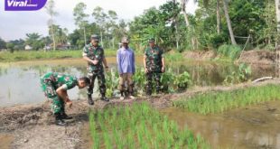 Tim Kodim 0402/OKI tinjau lahan demplot pertanian untuk penanaman padi di Desa Celikah Lk. 01, Kayuagung, Selasa (29/3/2022). Foto : viralsumsel.com/fir