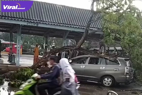Pohon Tumbang dan Menimpa Mobil Minibus Diterminal Sako Palembang. Foto : Viralsumsel/Nto