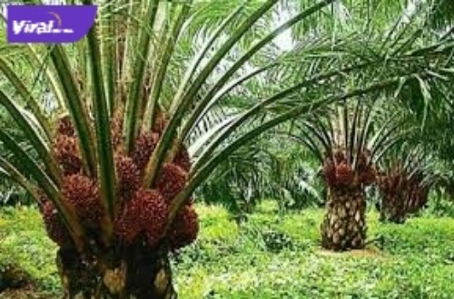 Kebun sawit. Foto : viralsumsel.com