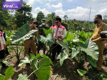 Bupati PALI, Ir H Heri Amalindo MM melakukan panen perdana talas beneng disaksikan Plt Kepala Dinas Pertanian PALI, Ahmad Jhoni SP MM, Ketua DPC Perhiptani PALI, Ali Sadikin serta puluhan penyuluh pertanian, Senin (13/6/2022). Foto : viralsumsel.com/eko