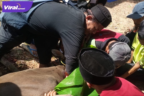Suasana pemotongan hewan kurban di Masjid Jamiatul Muawanah pada Idul Adha 1443 H, Minggu 10 Juli 2022. Foto : viralsumsel.com/nto Suasana pemotongan hewan kurban di Masjid Jamiatul Muawanah pada Idul Adha 1443 H, Minggu 10 Juli 2022. Foto : viralsumsel.com/nto
