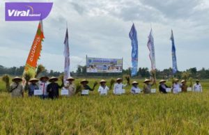 Suasana Panen Raya sawah IP 200 di Desa Tugu Agung, Kecamatan Lempuing, Kabupaten OKI. Rabu, (3/8/2022). Foto : viralsumsel.com/fir