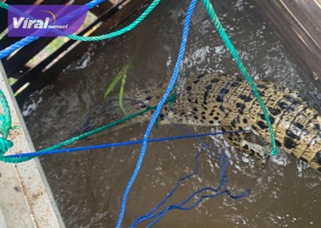 Buaya berukuran sekitar dua meter ditemukan warga di Desa Bumi Ayu Kecamatan Lawang Wetan Rabu (7/9/2022) pagi. Foto : viralsumsel.com/dev