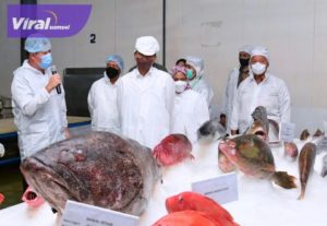 Presiden Jokowi, Ibu Negara Iriana serta sejumlah menteri melakukan kunjungan kerja ke PT Samudera Indo Sejahtera (SIS) di Kota Tual, Rabu (14/9/2022). Foto : viralsumsel.com/jmsi