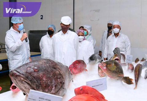 Presiden Jokowi, Ibu Negara Iriana serta sejumlah menteri melakukan kunjungan kerja ke PT Samudera Indo Sejahtera (SIS) di Kota Tual, Rabu (14/9/2022). Foto : viralsumsel.com/jmsi