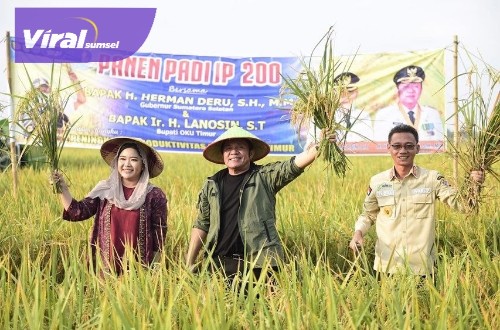 Gubernur Sumsel H Herman Deru melakukan panen padi IP200 saat kunker ke Desa Minanga Tengah, Kecamatan Semendawai Barat, Kabupaten OKU Timur, Rabu (28/9/2022) sore. Foto : viralsumsel.com/win 