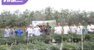 Pj Bupati OKU H. Teddy Meilwansyah saat melakukan panen cabai merah di Desa Karya Jaya, Kecamatan Sinar Peninjauan, Kabupaten OKU, Rabu (22/2/2023). Foto : viralsumsel.com/ara