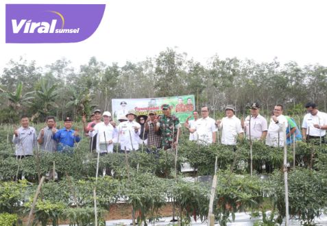 Pj Bupati OKU H. Teddy Meilwansyah saat melakukan panen cabai merah di Desa Karya Jaya, Kecamatan Sinar Peninjauan, Kabupaten OKU, Rabu (22/2/2023). Foto : viralsumsel.com/ara