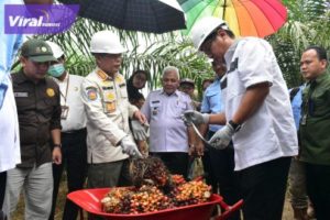 Panen perdana kelapa sawit program Peremajaan Kelapa Sawit Rakyat (PSR) di kebun plasma KUD CSM Sampoerna Agro. Mesuji, Ogan Komering Ilir (OKI), Kamis, (19/10/2023).. Foto : viralsumsel.com/fir