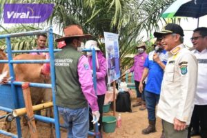 Pemkab OKI Tingkatkan Kualitas Bibit Ternak Sapi. Foto : viralsumsel.com/fir