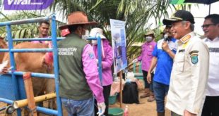 Pemkab OKI Tingkatkan Kualitas Bibit Ternak Sapi. Foto : viralsumsel.com/fir