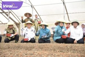 Pj Gubernur Sumsel Agus Fatoni Tanam Bawang di OKU. Foto : viralsumsel.com/win