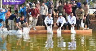 Atasi Stunting, Pj Gubernur Sumsel Agus Fatoni Tebar Bibit Ikan di Kolam Wisata Rantau Kampai. Foto : viralsumsel.com/win