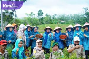 Pj Ketua Tim Penggerak PKK Kabupaten Musi Banyuasin (Muba) Hj Asna Aini Apriyadi melakukan panen cabai merah di Desa Bukit Indah (B3) Kecamatan Palakat Tinggi Kabupaten Muba. Foto : viralsumsel.com/dev