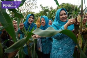 Edukasi Masyarakat Tekan Inflasi, Pj Ketua TP PKKK Sumsel Tyas Fatoni Panen Sayur di Kitchen Garden JSC Palembang. Foto : viralsumsel.com/win