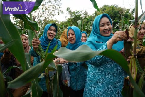 Edukasi Masyarakat Tekan Inflasi, Pj Ketua TP PKKK Sumsel Tyas Fatoni Panen Sayur di Kitchen Garden JSC Palembang. Foto : viralsumsel.com/win