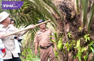Dinilai Berhasil Terapkan Program PSR, KUD Barokah Jaya A4 Keluang Panen Ribuan Ton Sawit. Foto : viralsumsel.com/dev