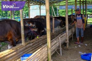 PT SAP Wilmar Group Distribusikan Delapan Ekor Hewan Kurban untuk Masyarakat di Sungai Gerong Banyuasin