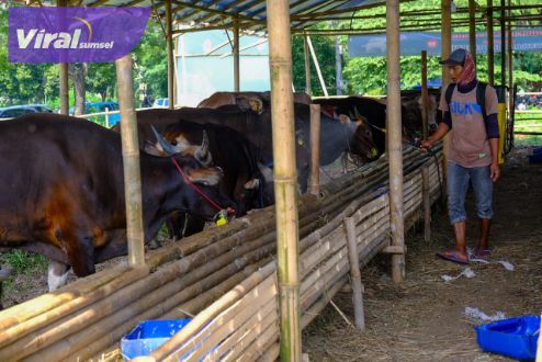 PT SAP Wilmar Group Distribusikan Delapan Ekor Hewan Kurban untuk Masyarakat di Sungai Gerong Banyuasin