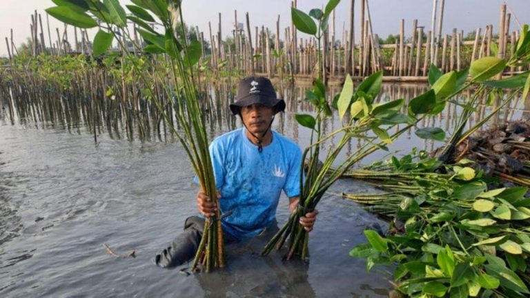 Penanaman-mangrove-di-Tambakrejo-750x422