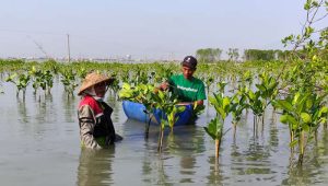 Hari Mangrove Sedunia: LindungiHutan Tekankan Pentingnya Pelestarian Mangrove untuk Masa Depan. Foto: viralsumsel.com