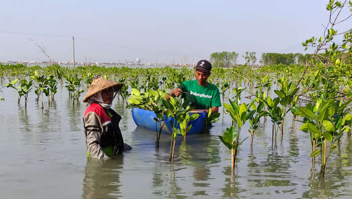 Hari Mangrove Sedunia: LindungiHutan Tekankan Pentingnya Pelestarian Mangrove untuk Masa Depan. Foto: viralsumsel.com